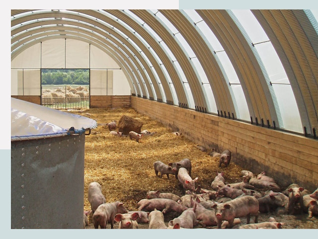 Строительство свинарников в Шебекине